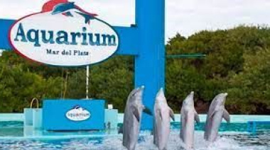 Ponen fin a los espectáculos marinos por las malas condiciones y preocupa el destino de los delfines