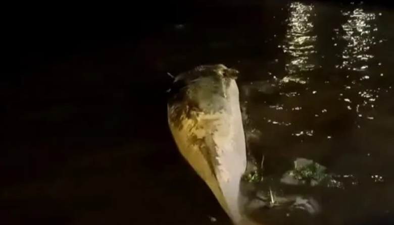 Apareció otra ballena muerta en el Río de la Plata: ahora, en Costanera Norte