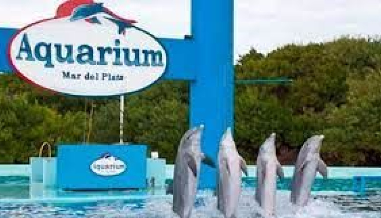 Ponen fin a los espectáculos marinos por las malas condiciones y preocupa el destino de los delfines