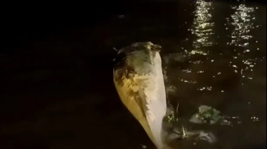 Apareció otra ballena muerta en el Río de la Plata: ahora, en Costanera Norte