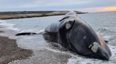 Preocupación ambiental: hallan una tercera ballena muerta en el río Paraná