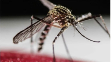 Dengue: las recomendaciones oficiales para prevenir el contagio durante las vacaciones