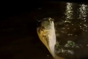 Apareció otra ballena muerta en el Río de la Plata: ahora, en Costanera Norte
