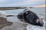Preocupación ambiental: hallan una tercera ballena muerta en el río Paraná