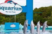 Ponen fin a los espectáculos marinos por las malas condiciones y preocupa el destino de los delfines