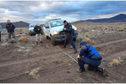 Productores de Chubut denuncian una matanza de guanacos en sus campos: “Los asesinan brutalmente, sin escrúpulos”